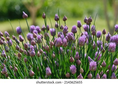 Lush flowering chives with purple buds in the garden. Wild Chives flower or Flowering Onion, Allium Schoenoprasum , Chinese Chives, Schnittlauch, Garlic Chives. Shallow depth of field