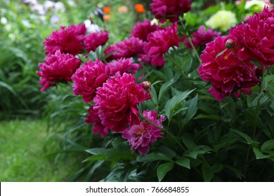 Lush flowering of crimson peonies in the spring garden. - Shutterstock ID 766684855