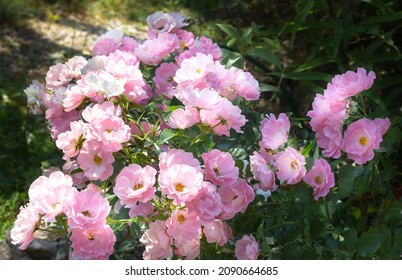 Lush Flowering Of The Groundcover Rose Of The Sommerwind Variety In The Summer Garden