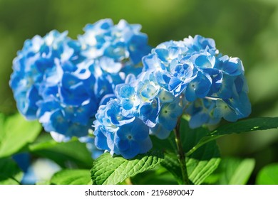 Lush flowering hydrangea bush with white and blue flowers, summer garden - Shutterstock ID 2196890047