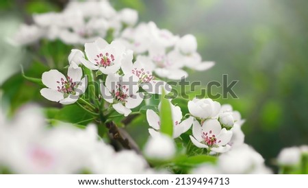 Lush flowering of a pear tree on a spring day in the sun