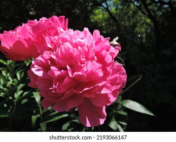 Lush flowering peony varieties Red Sarah Bernhardt. - Shutterstock ID 2193066147