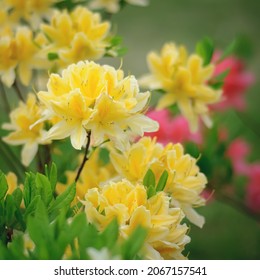 Lush flowers of rhododendron are yellow. Flowering bush. Blooming azalea