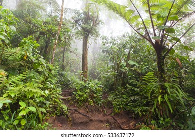 Lush Foggy Rainforest La Fortuna Costa Stock Photo 533637172 | Shutterstock