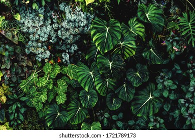 Lush foliage background. Green plant wall design of tropical leaves (anthurium, philodendron pastazanum, epiphytes or ferns). Dark green plants growing in cloud forest, rainforest in tropical climate