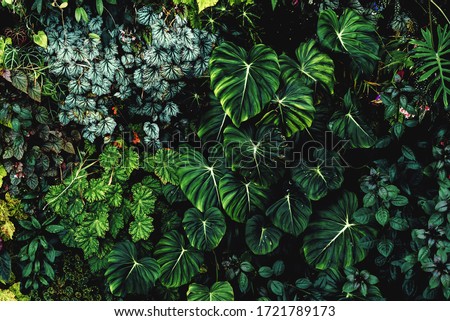 Lush foliage background. Green plant wall design of tropical leaves (anthurium, philodendron pastazanum, epiphytes or ferns). Dark green plants growing in cloud forest, rainforest in tropical climate