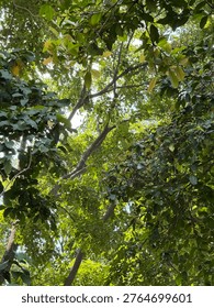 The lush foliage of the tree that soothes the soul