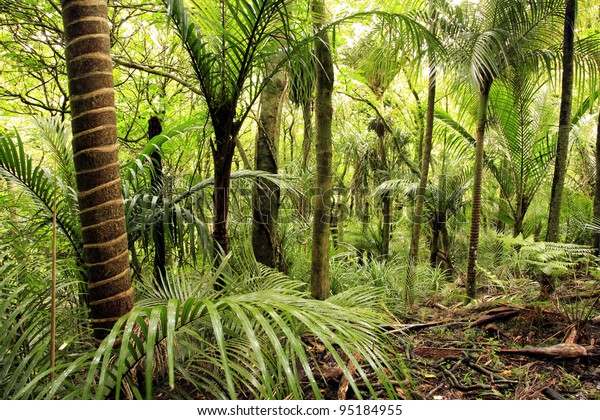 Lush Foliage Tropical Jungle Stock Photo 95184955 | Shutterstock