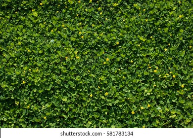 Lush Foliage,tiny