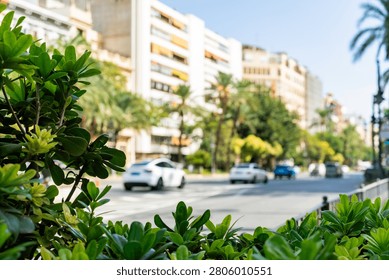 Lush foreground foliage frames a sundrenched Valencia boulevard lined with palm trees and midcentury apartment buildings. Perfect for sustainable city living, travel, or Mediterranean. 