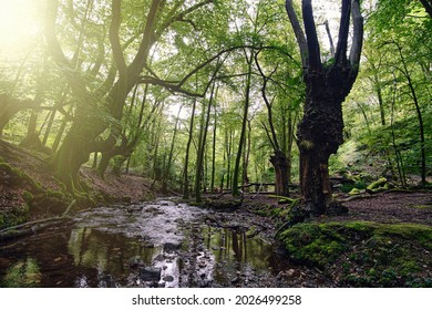 Lush forest with ancient oak trees located in Artikutza (Basque Country), one of the rainiest spots in Spain
