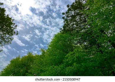 Lush Forest With Cloudy Sky. Sustainability Or Carbon Net Zero Concept Photo.