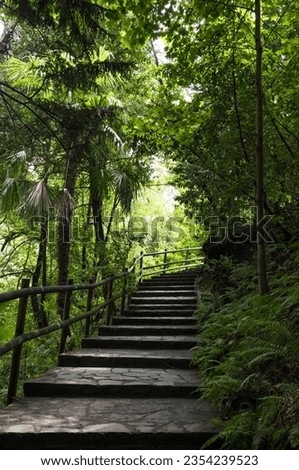 Lush forest embraces ancient stairs.
