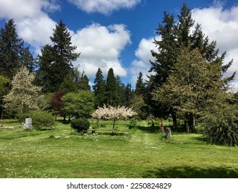 Lush forest grounds of Oregon Pioneer Cemetery, Eugene, OR