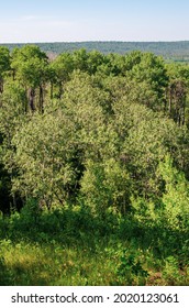 Lush Forest Landscape At Duck Mountain Provincial Park, Manitoba, Canada