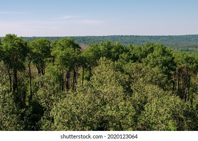 Lush Forest Landscape At Duck Mountain Provincial Park, Manitoba, Canada