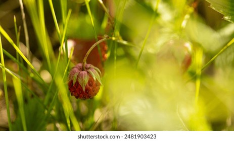 Lush forest with ripe wild strawberries creates a beautiful environment for the red berries - Powered by Shutterstock