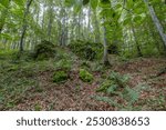 A lush forest scene with moss-covered rocks, ferns, and tall trees bathed in soft light during daytime