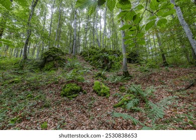 A lush forest scene with moss-covered rocks, ferns, and tall trees bathed in soft light during daytime - Powered by Shutterstock