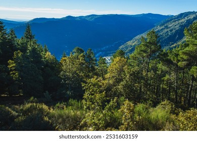 a lush forest scene on a mountain slope with vibrant green trees extending towards the distant blue mountains under a clear sky, offering a peaceful and scenic view of nature's vastness - Powered by Shutterstock