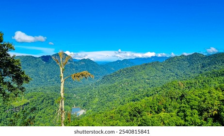 Lush forest, sunlight, flowing stream, mossy rocks, peaceful natural beauty - Powered by Shutterstock