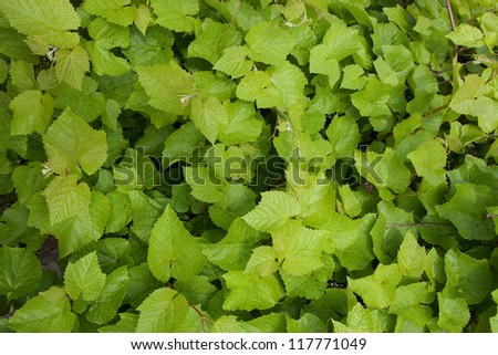 Lush fresh green foliage on a bush