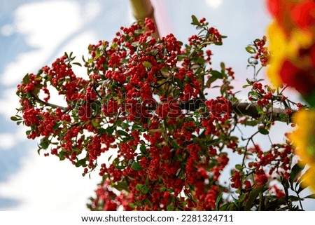 Lush and fruit-bearing bright red whorls of holly