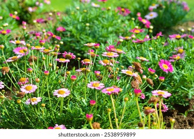 A lush garden bed filled with pink and yellow daisies in full bloom, surrounded by green foliage. The flowers are vibrant, showcasing the beauty of nature. - Powered by Shutterstock