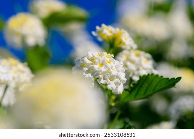 A lush garden comes alive with clusters of small white flowers adorned with yellow accents, basking in the warm sunlight, surrounded by vibrant green foliage. - Powered by Shutterstock