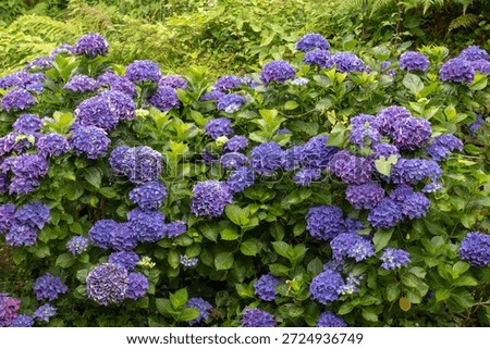 Lush garden hedge of hydrangea macrophylla covered with deep purple flower heads, creating a rich, elegant backdrop with dense foliage and deep color.