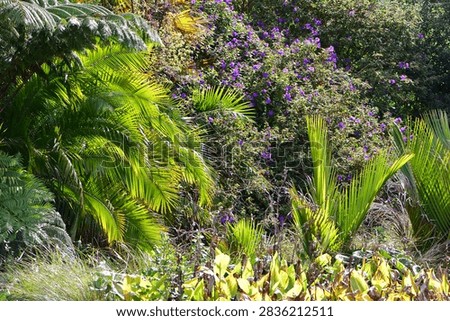 Lush garden scene featuring a mix of tropical and subtropical plants, including a prominent green palm with feathery fronds, a tree fern at the top
