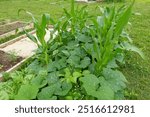 A lush garden using traditional Pre-Columbian farming techniques, showcasing corn, beans, and squash growing together.