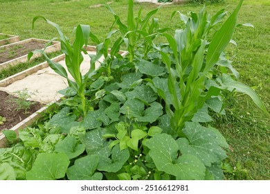 A lush garden using traditional Pre-Columbian farming techniques, showcasing corn, beans, and squash growing together.