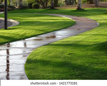 Lush Grass And Curving Wet Sidewalk In Morning 