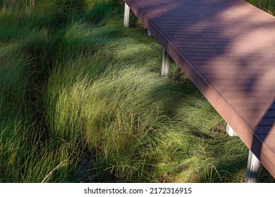 Lush Grass In Early Morning Shadows Under Timber Boardwalk At Sapphire Wetlands Reserve, Queensland, Australia.