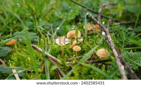 Lush grass and small Rickenella fibula mushrooms in the foreground