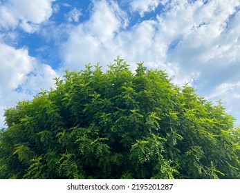 A Lush Green Backyard Tree Cloudscape Cumulus Clouds Heavenly Blue Sky Weather Nature Backdrop Overcast