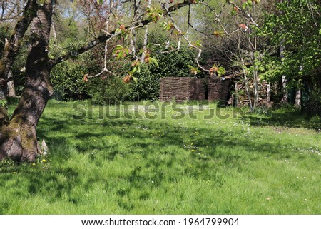 lush green backyard with uncut lawn