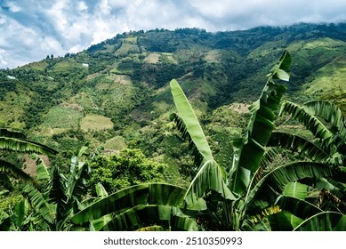 Lush green banana plants dominate the foreground, framing a picturesque view of verdant mountains in the background. The mountains are covered with patches of cultivated land and dense forest, shroude - Powered by Shutterstock