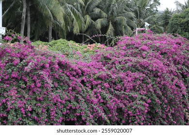 A lush green bush with purple flowers is growing next to a palm tree. The flowers are in full bloom and the bush is covered in them. The scene is peaceful and serene - Powered by Shutterstock