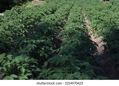 Lush green bushes of farm potatoes - Shutterstock ID 2254970423