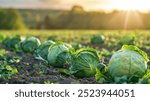 Lush Green Cabbage Heads in a Field