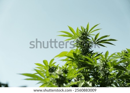 cannabis plant outdoor against dramatic sky