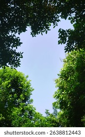 A lush green canopy frames a clear patch of blue sky, creating a natural window to the heavens.