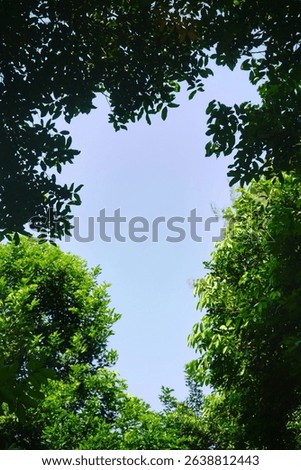 A lush green canopy frames a clear patch of blue sky, creating a natural window to the heavens.