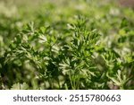 Lush Green Cilantro Leaves Growing Vibrantly in a Sunny Garden During Springtime