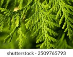 Lush green conifer foliage shines under warm autumn light, evoking the serene beauty of the changing season.