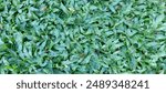 lush, green expanse of this vibrant ground cover plant. Its dense, leafy texture creates a carpet-like effect, perfect for adding natural beauty