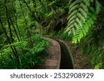 Lush green fern with the background of levada, typical irrigation channel of Madeira Island. Named PR-18, Levada do Rei walk through the forest.