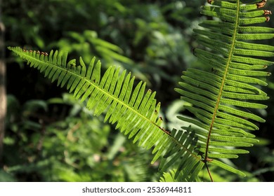 Lush Green Fern Fronds Bathed in Sunlight, A Tapestry of Nature - Powered by Shutterstock